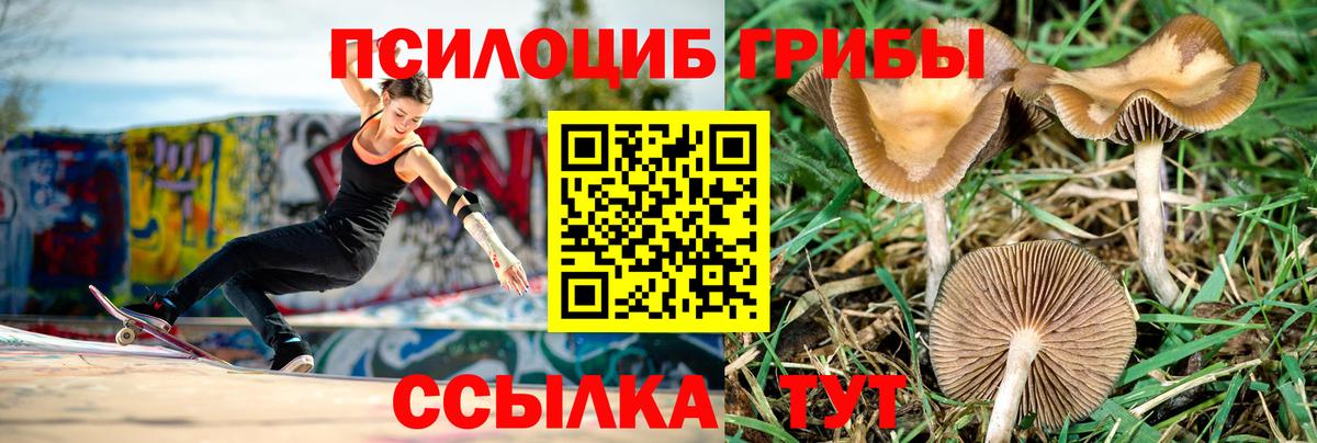Псилоцибиновые грибы GOLDEN TEACHER  Вход с VPN  Дзержинск  Псилоцибиновые грибы GOLDEN TEACHER 